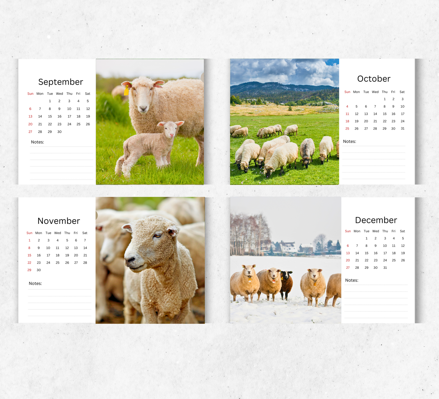 Sheep Desk Calendar 2026-2027