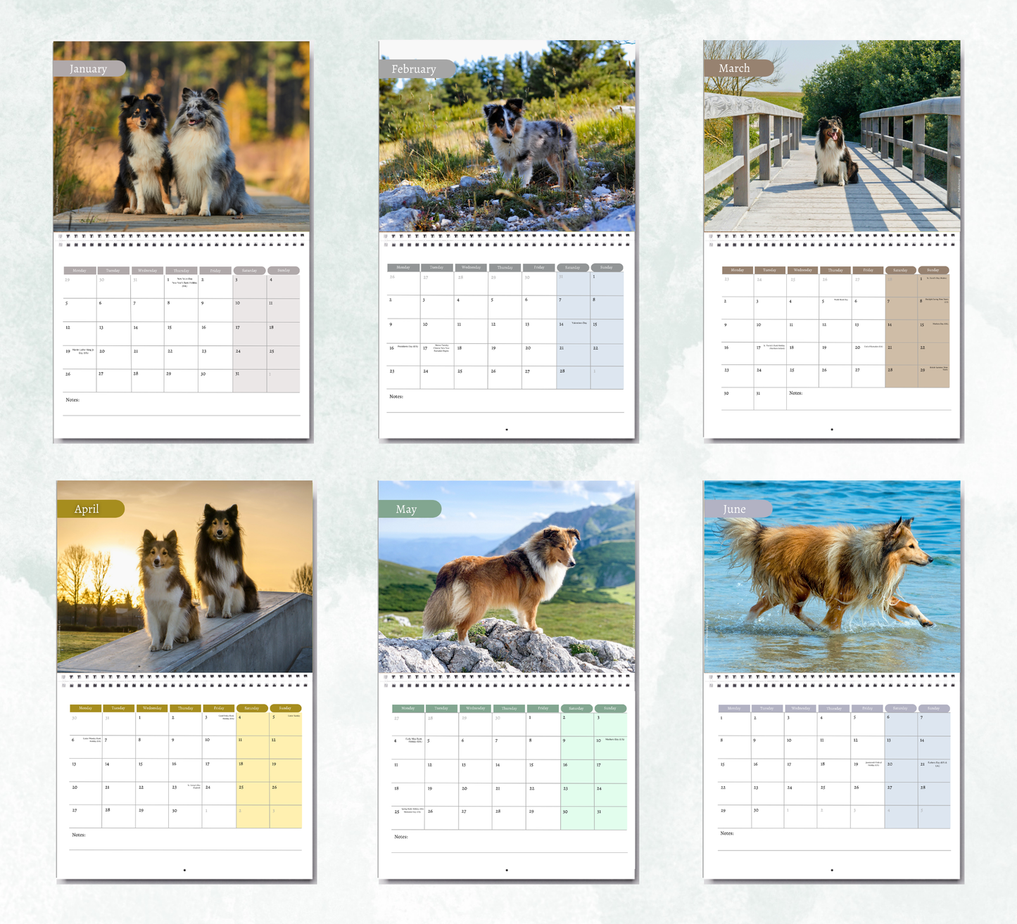 Shetland Sheepdog Calendar 2027