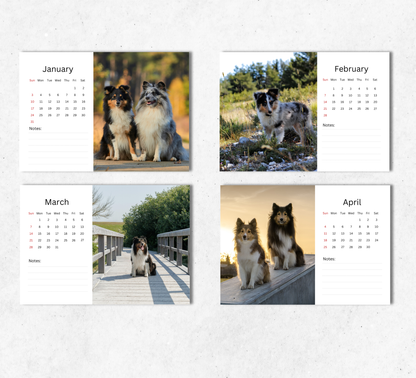 Shetland Sheepdog Desk Calendar 2027-2028