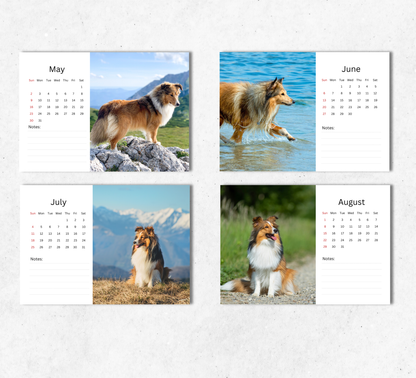 Shetland Sheepdog Desk Calendar 2027-2028