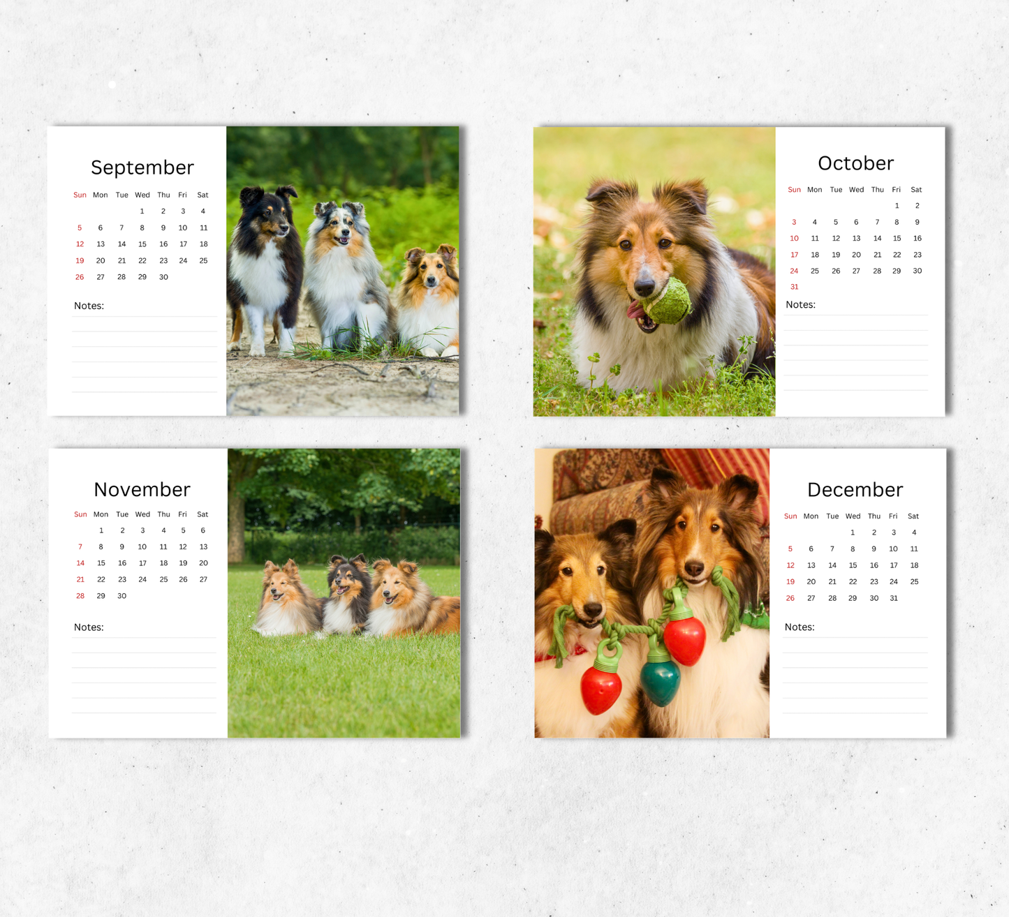 Shetland Sheepdog Desk Calendar 2027-2028