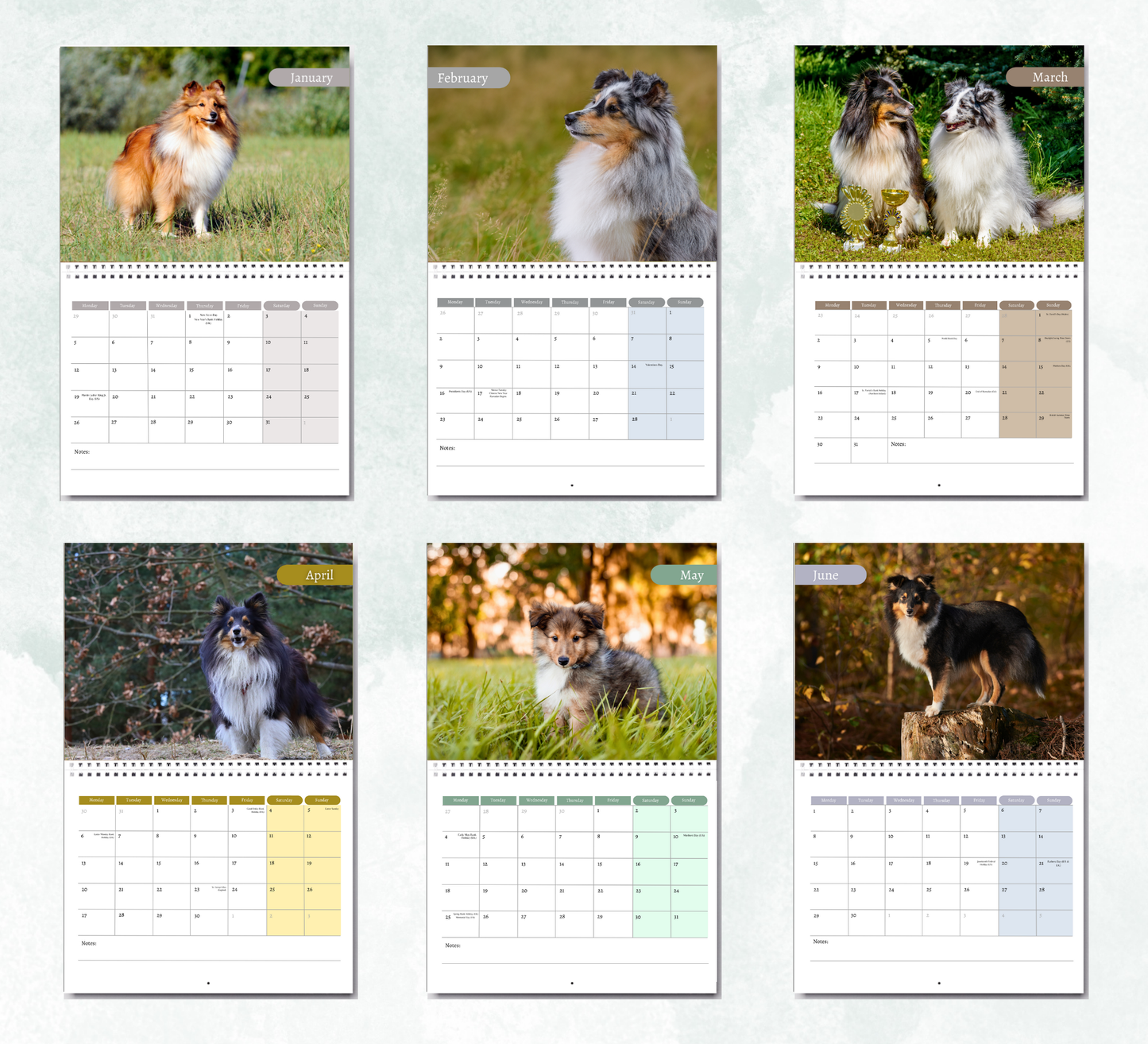 Shetland Sheepdog Calendar 2026