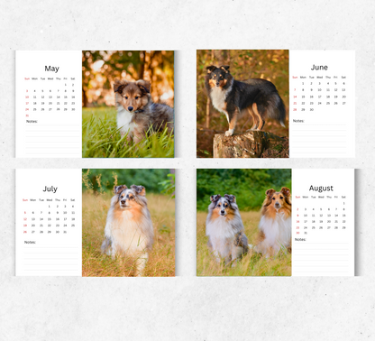 Shetland Sheepdog Desk Calendar 2026-2027