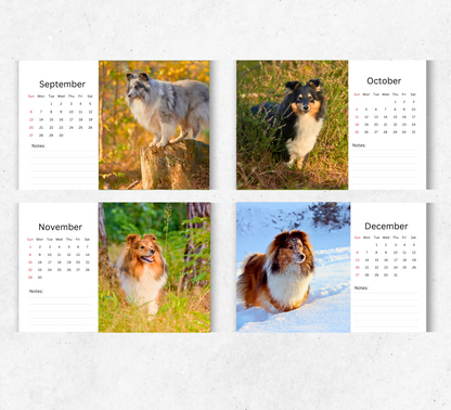 Shetland Sheepdog Desk Calendar 2026-2027