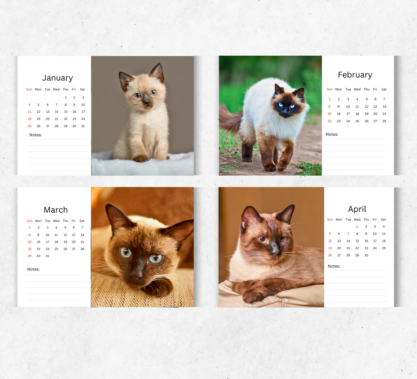 Siamese Cat Desk Calendar 2026-2027