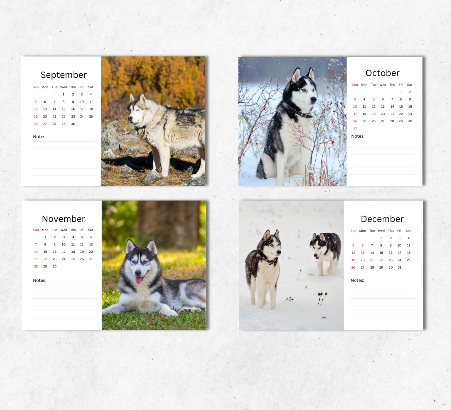 Siberian Husky Desk Calendar 2027-2028