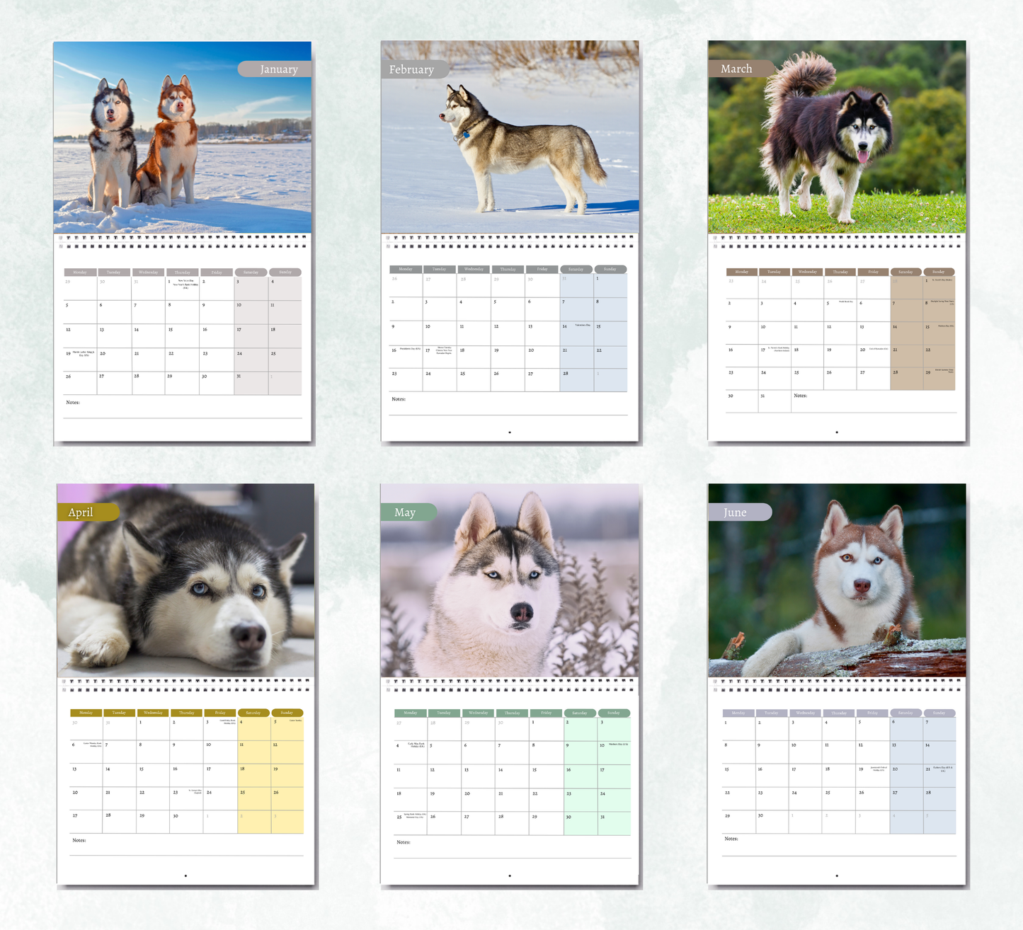 Siberian Husky Calendar 2026