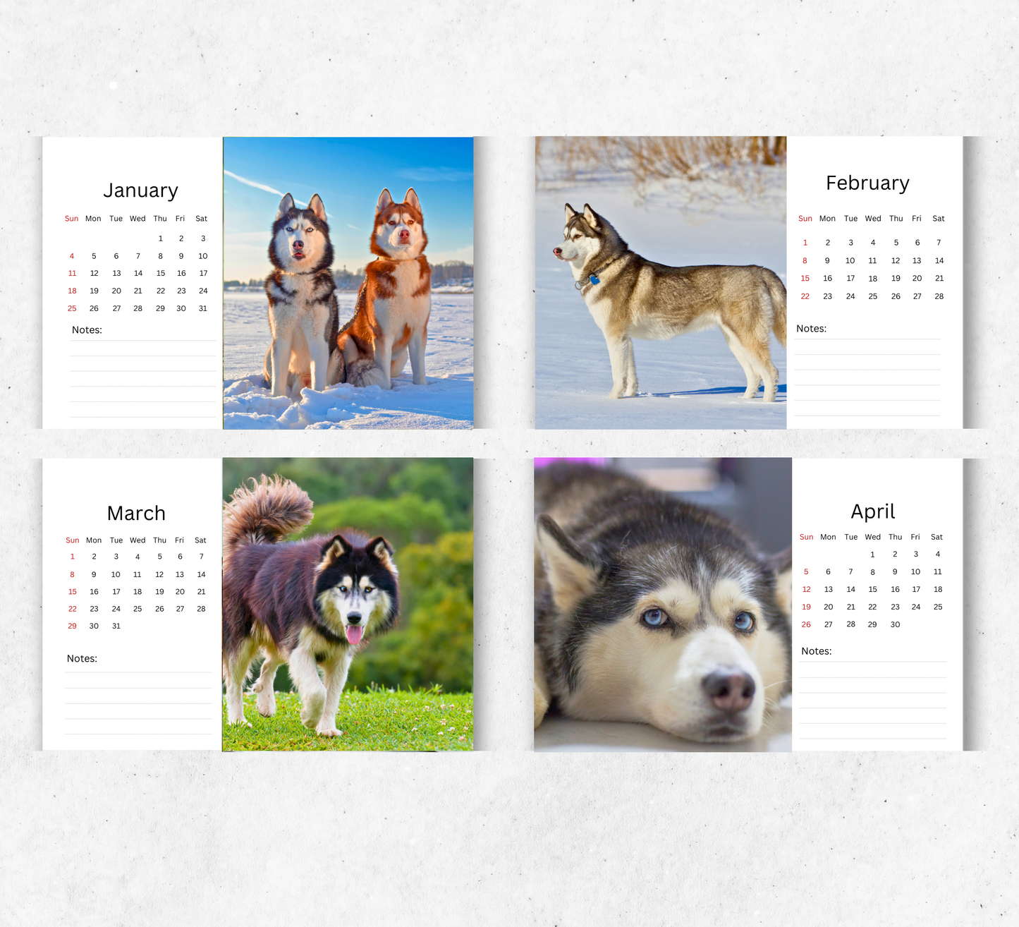 Siberian Husky Desk Calendar 2026-2027