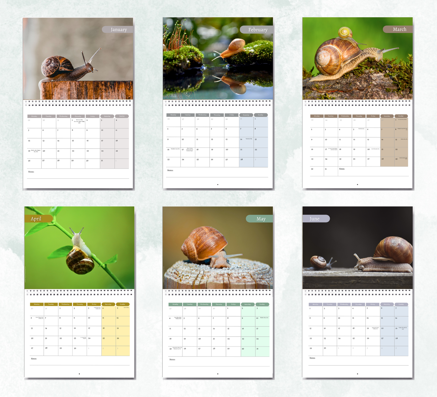 Snail Calendar 2027