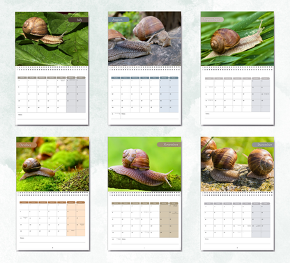 Snail Calendar 2027
