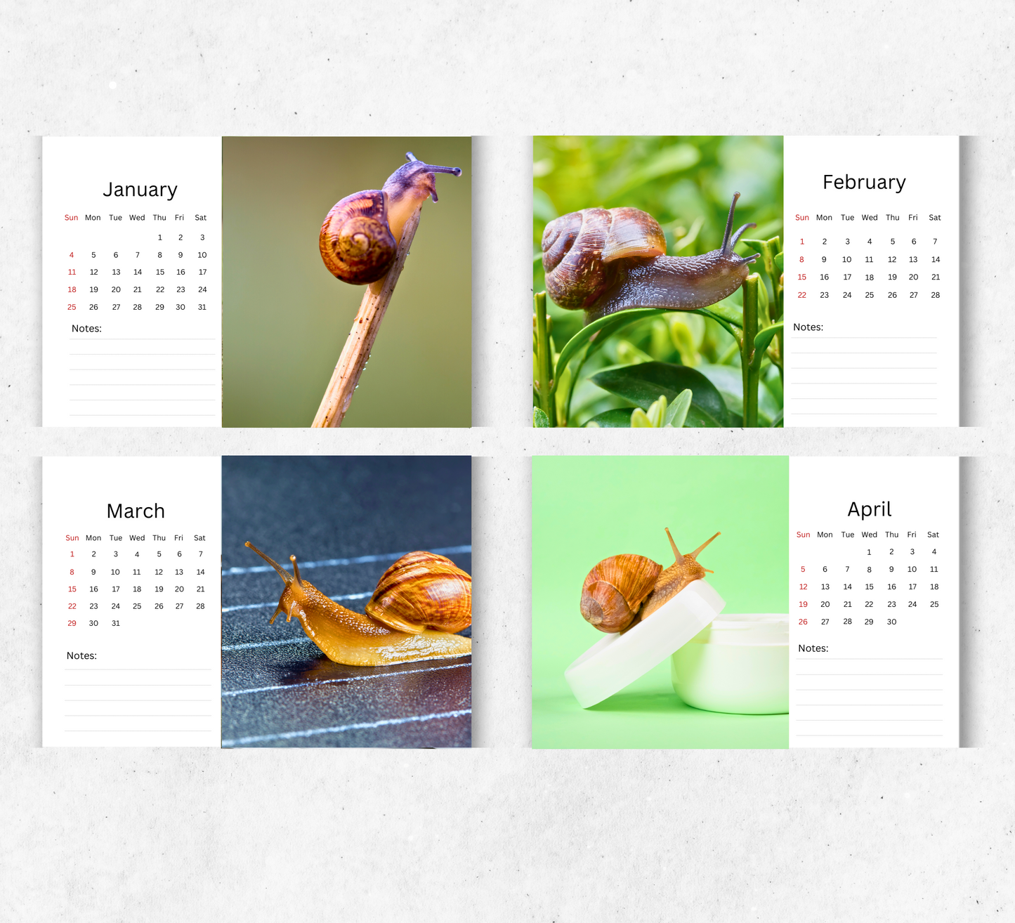 Snail Desk Calendar 2026-2027