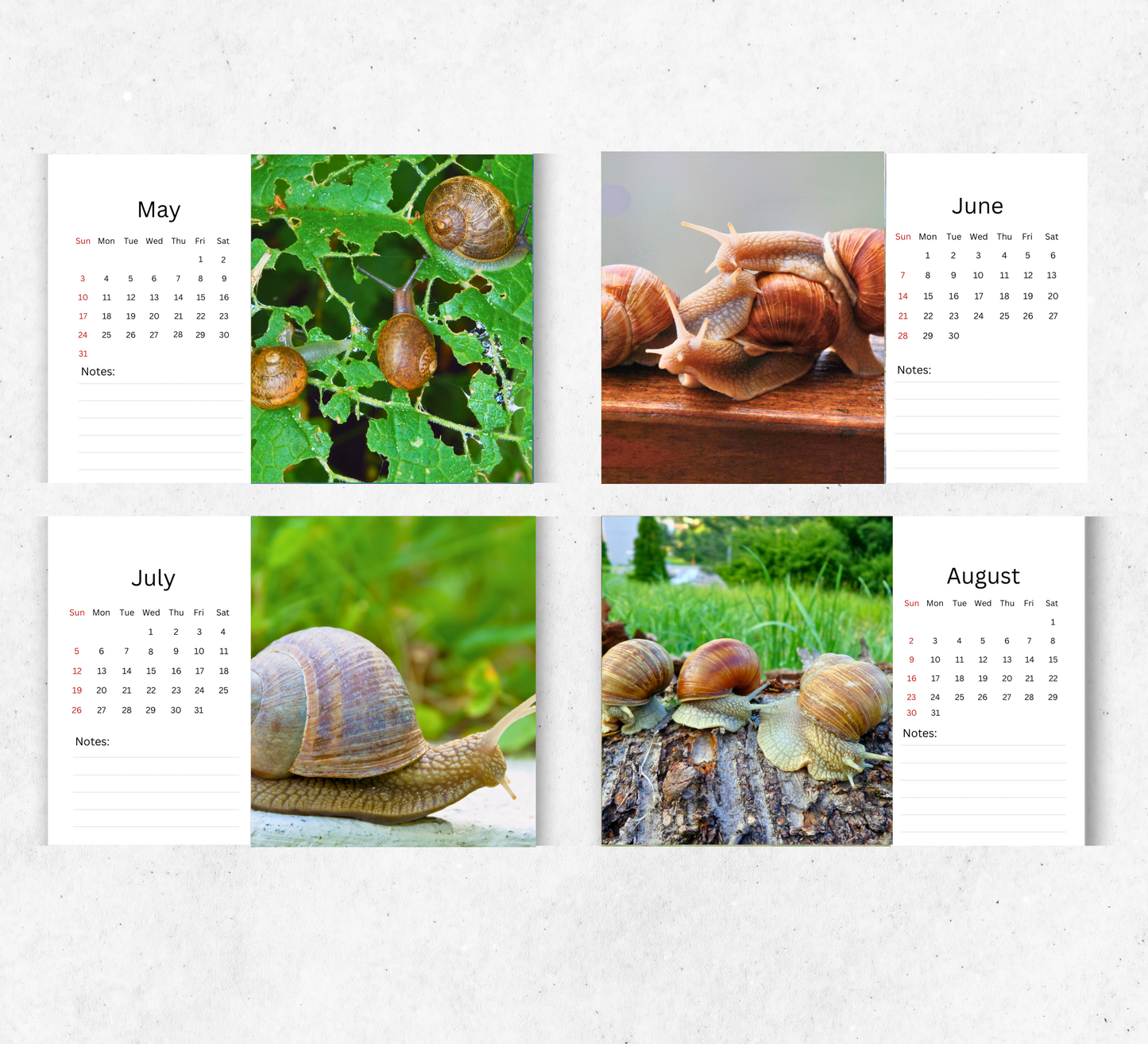 Snail Desk Calendar 2026-2027