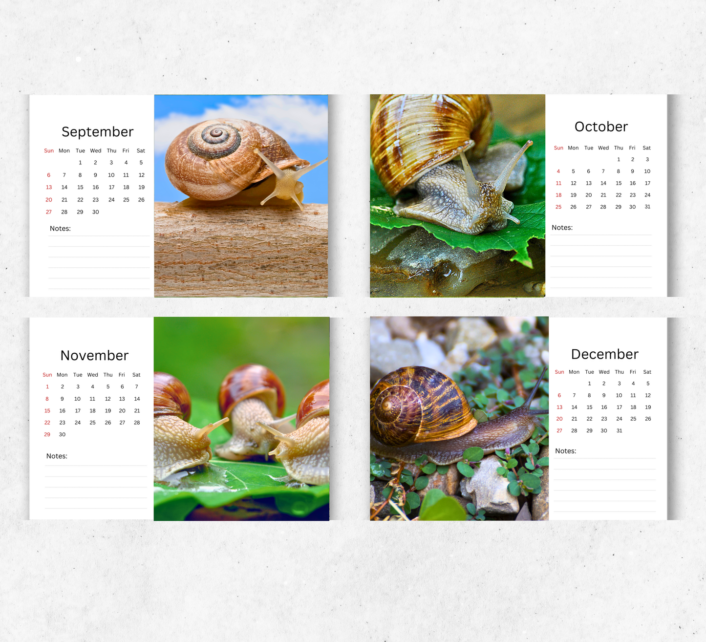 Snail Desk Calendar 2026-2027