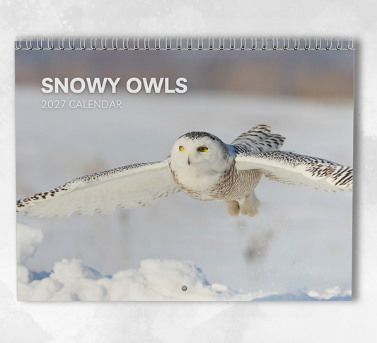 Snowy Owls Calendar 2027