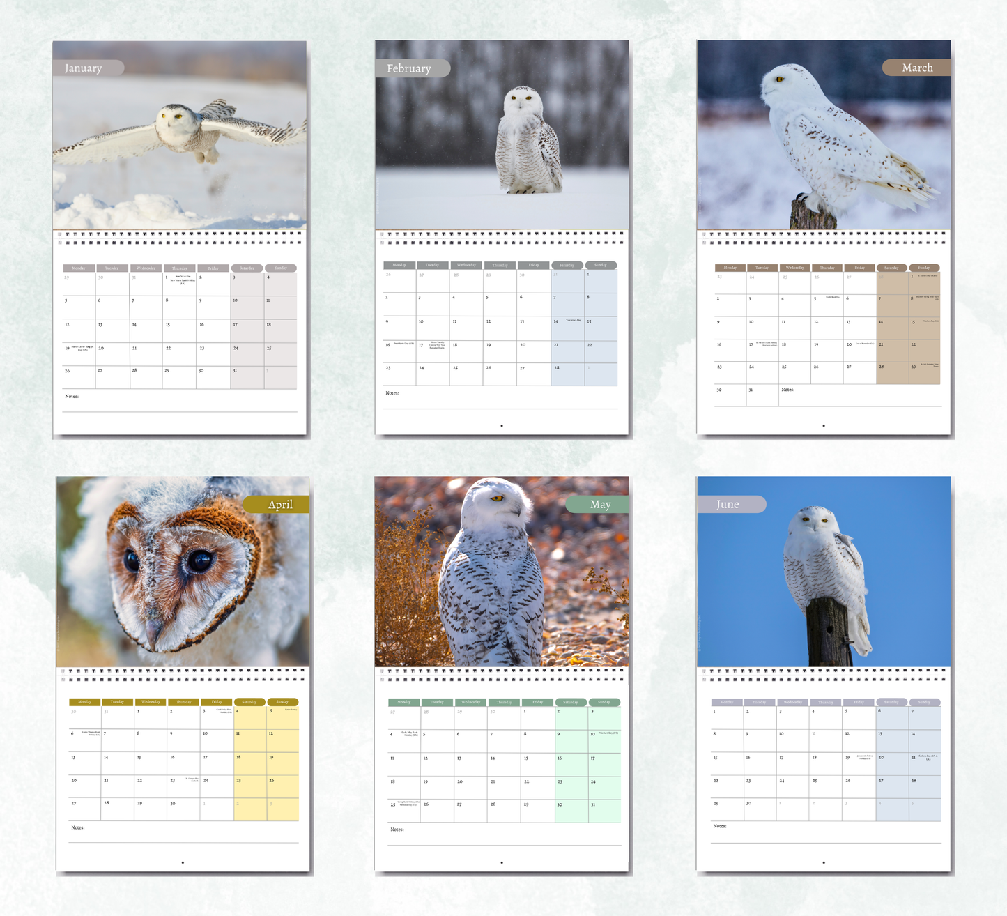 Snowy Owls Calendar 2027