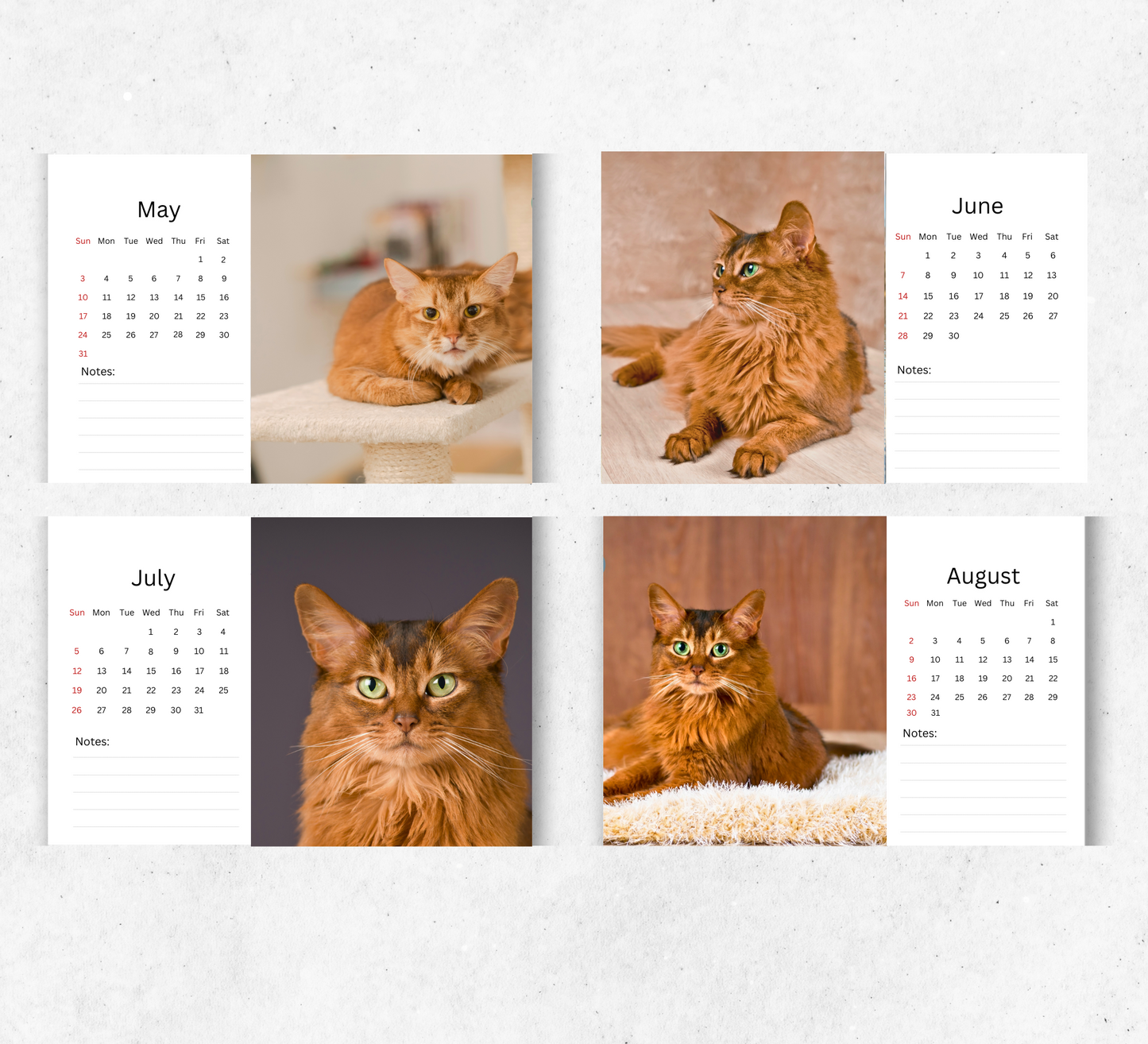 Somali Cat Desk Calendar 2026-2027