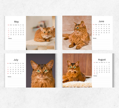 Somali Cat Desk Calendar 2026-2027
