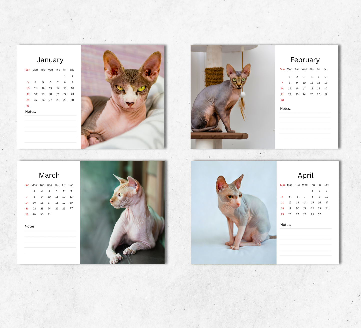 Sphynx Cat Desk Calendar 2027-2028