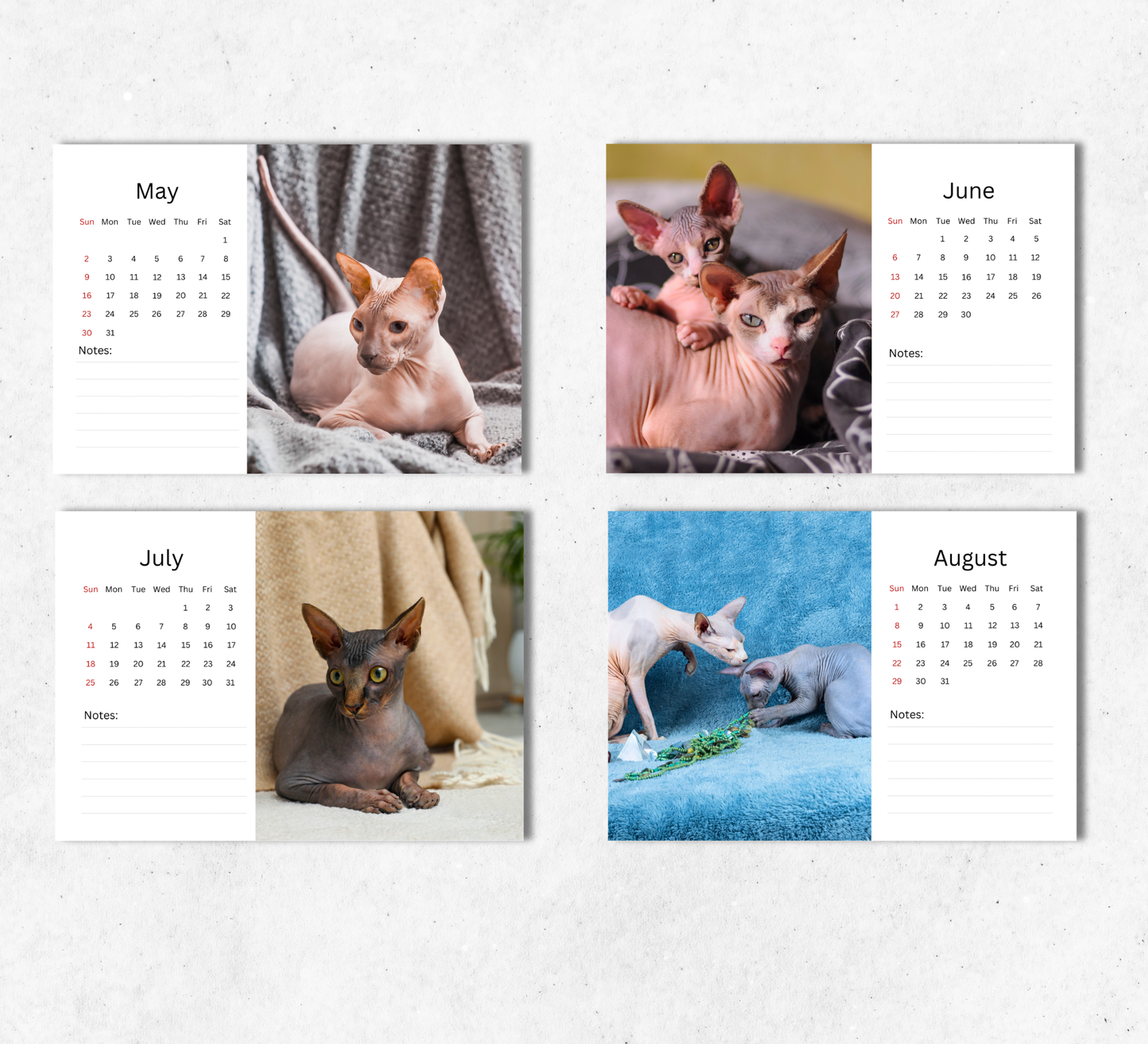 Sphynx Cat Desk Calendar 2027-2028