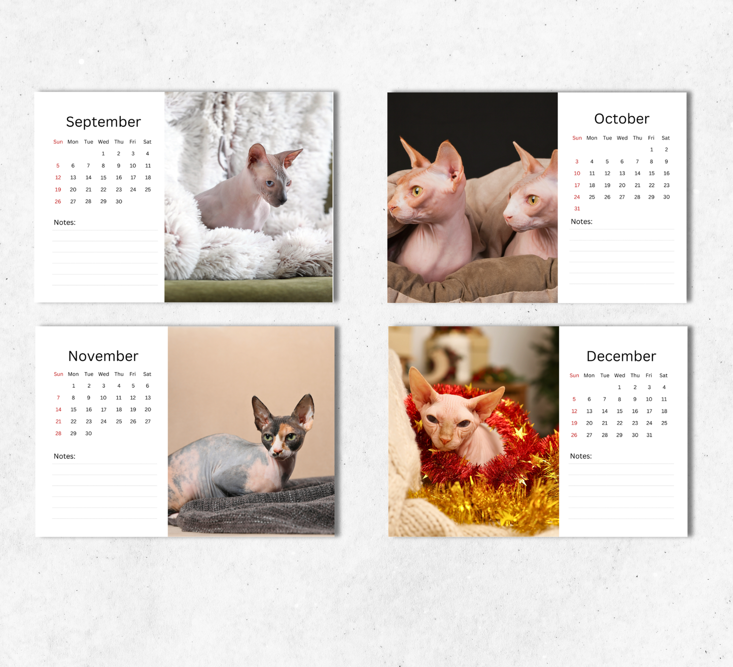 Sphynx Cat Desk Calendar 2027-2028
