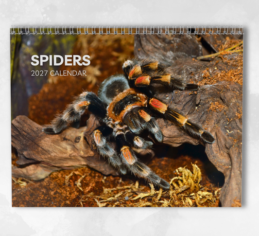 Spider Calendar 2027