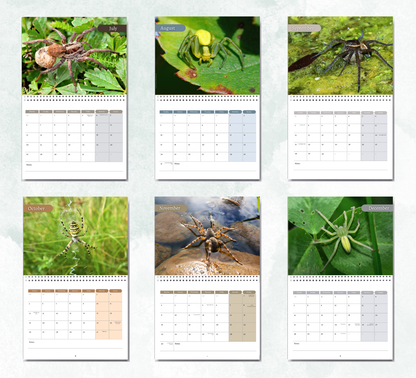 Spider Calendar 2027