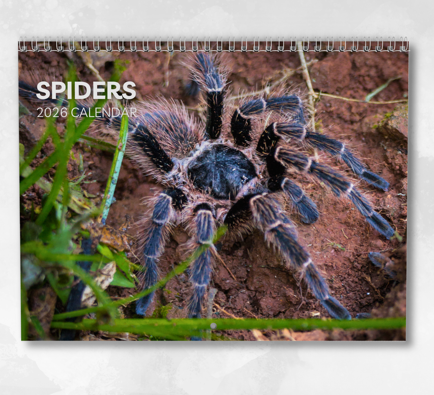 Spider Calendar 2026