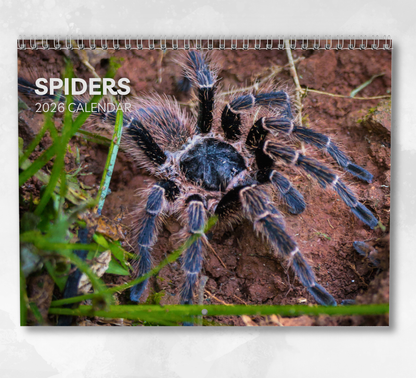 Spider Calendar 2026