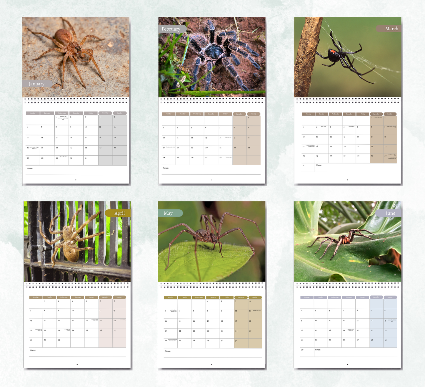 Spider Calendar 2026