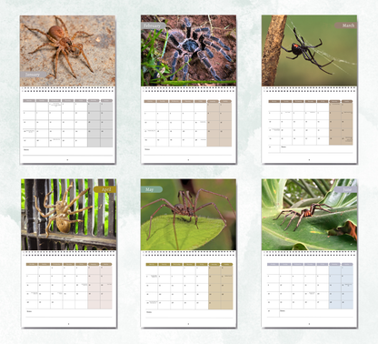 Spider Calendar 2026