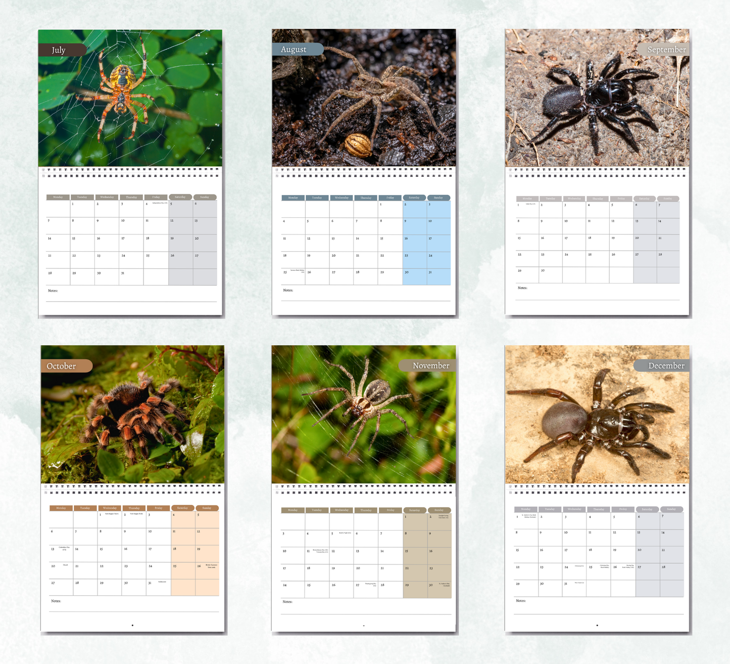 Spider Calendar 2026