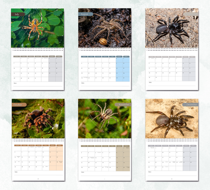Spider Calendar 2026