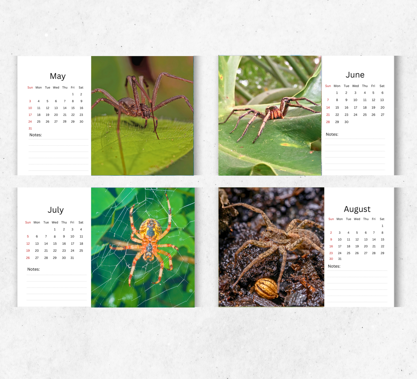 Spider Desk Calendar 2026-2027