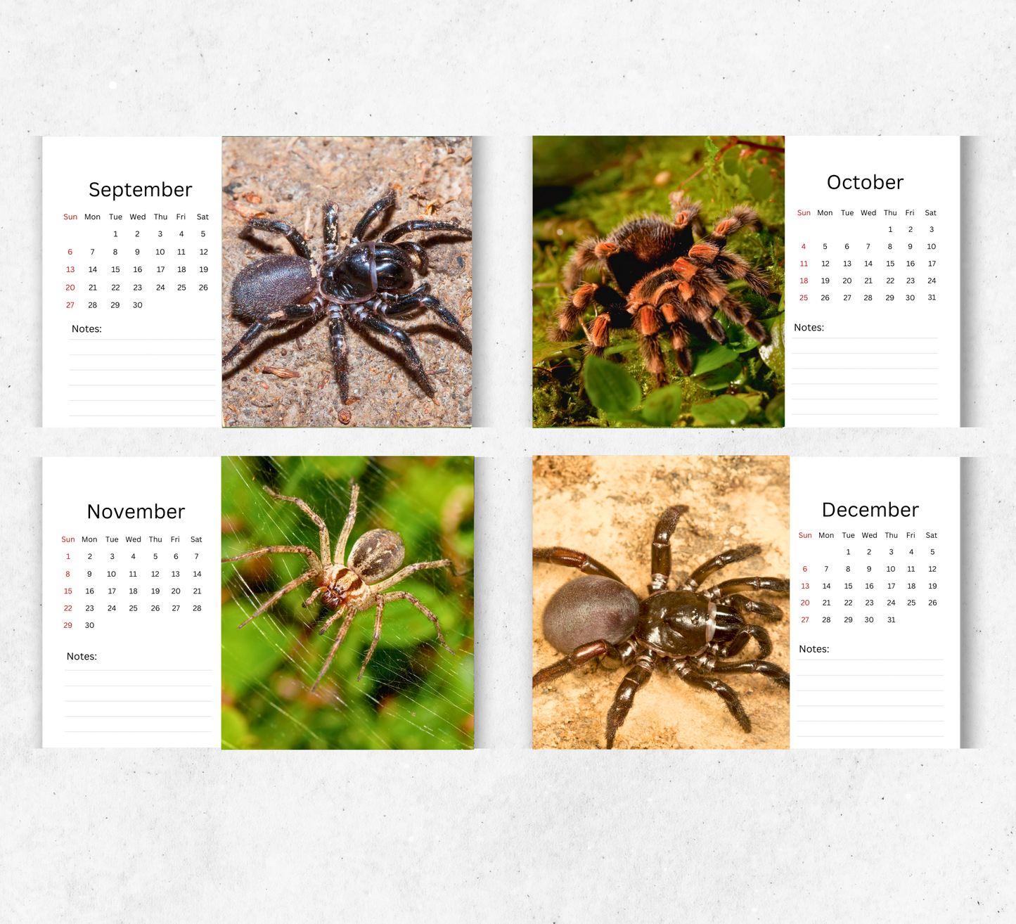 Spider Desk Calendar 2026-2027