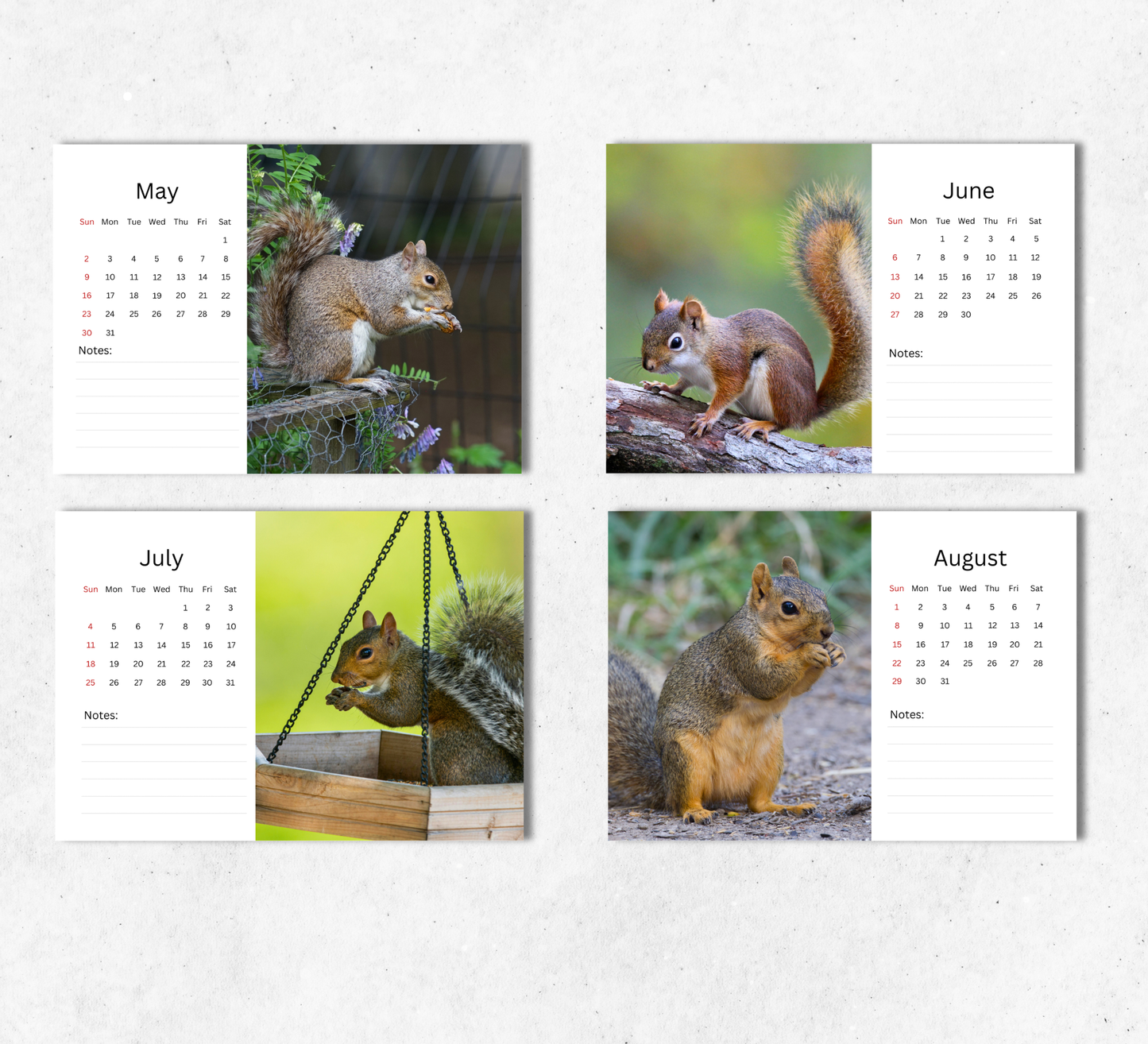Squirrel Desk Calendar 2027-2028