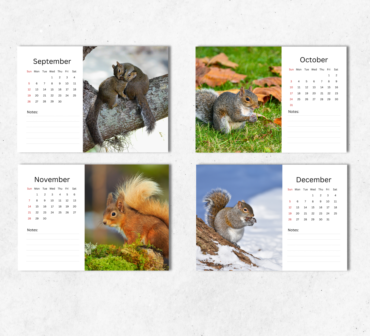 Squirrel Desk Calendar 2027-2028