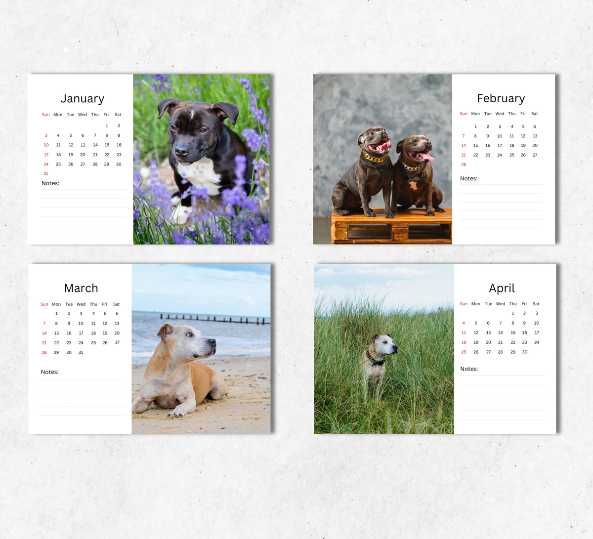 Staffordshire Bull Terrier Desk Calendar 2027-2028