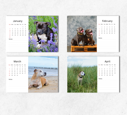 Staffordshire Bull Terrier Desk Calendar 2027-2028