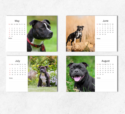 Staffordshire Bull Terrier Desk Calendar 2027-2028