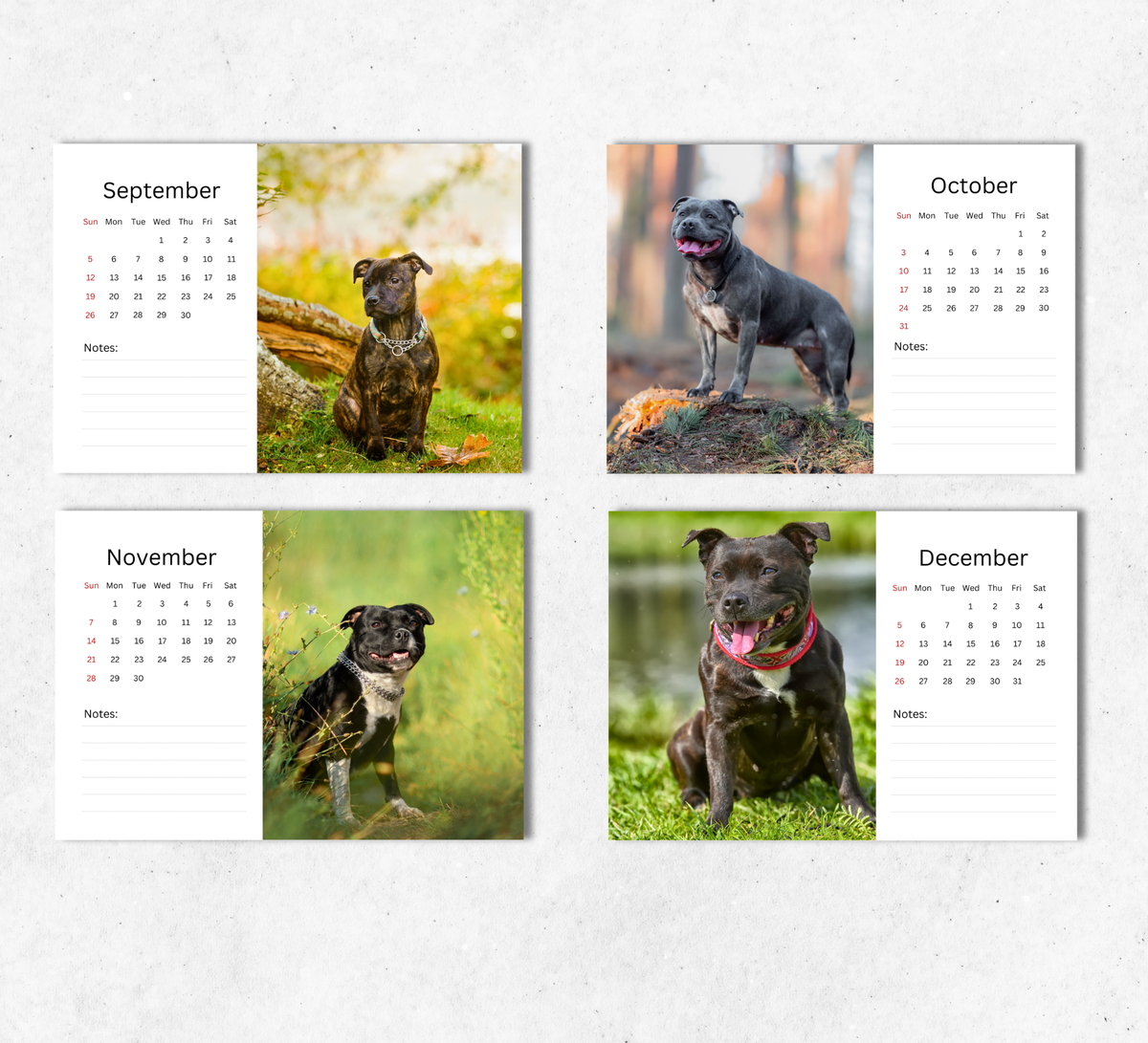 Staffordshire Bull Terrier Desk Calendar 2027-2028