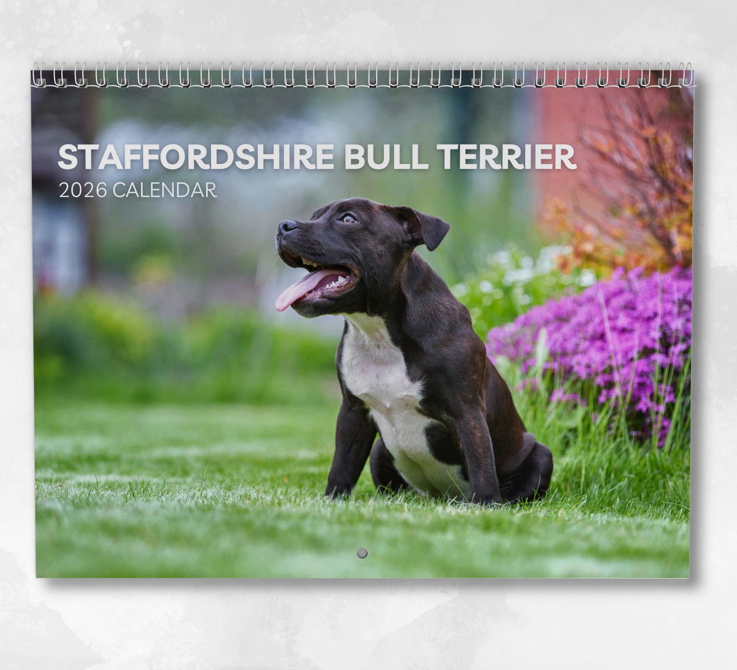 Staffordshire Bull Terrie Calendar 2026