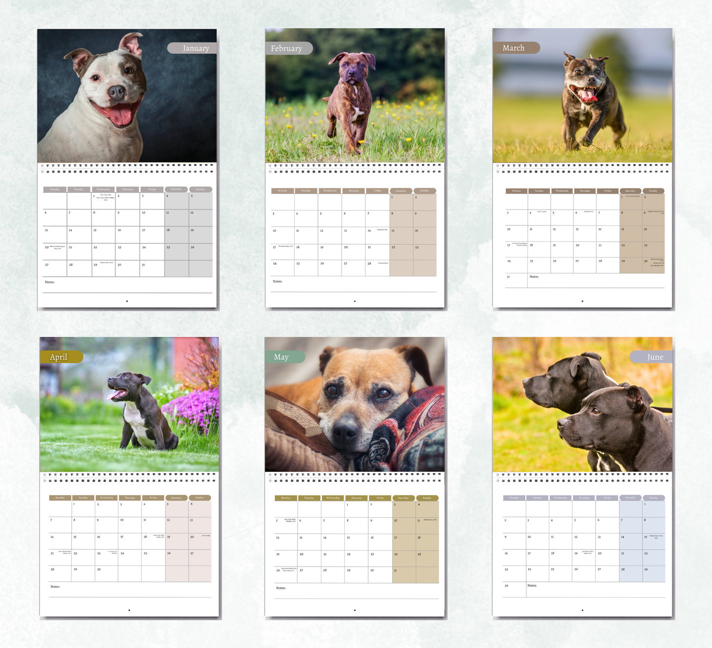 Staffordshire Bull Terrie Calendar 2026