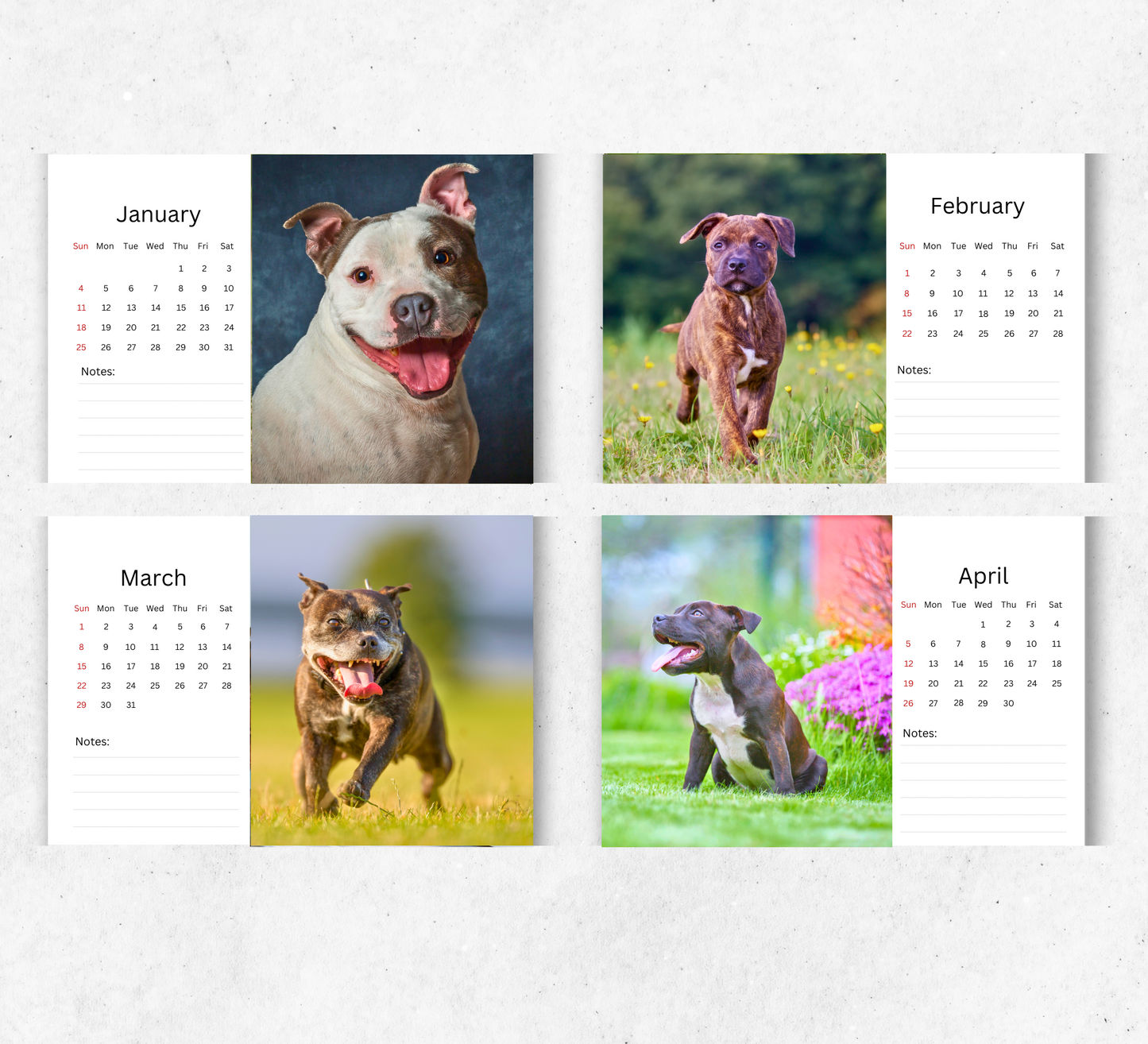 Staffordshire Bull Terrier Desk Calendar 2026-2027