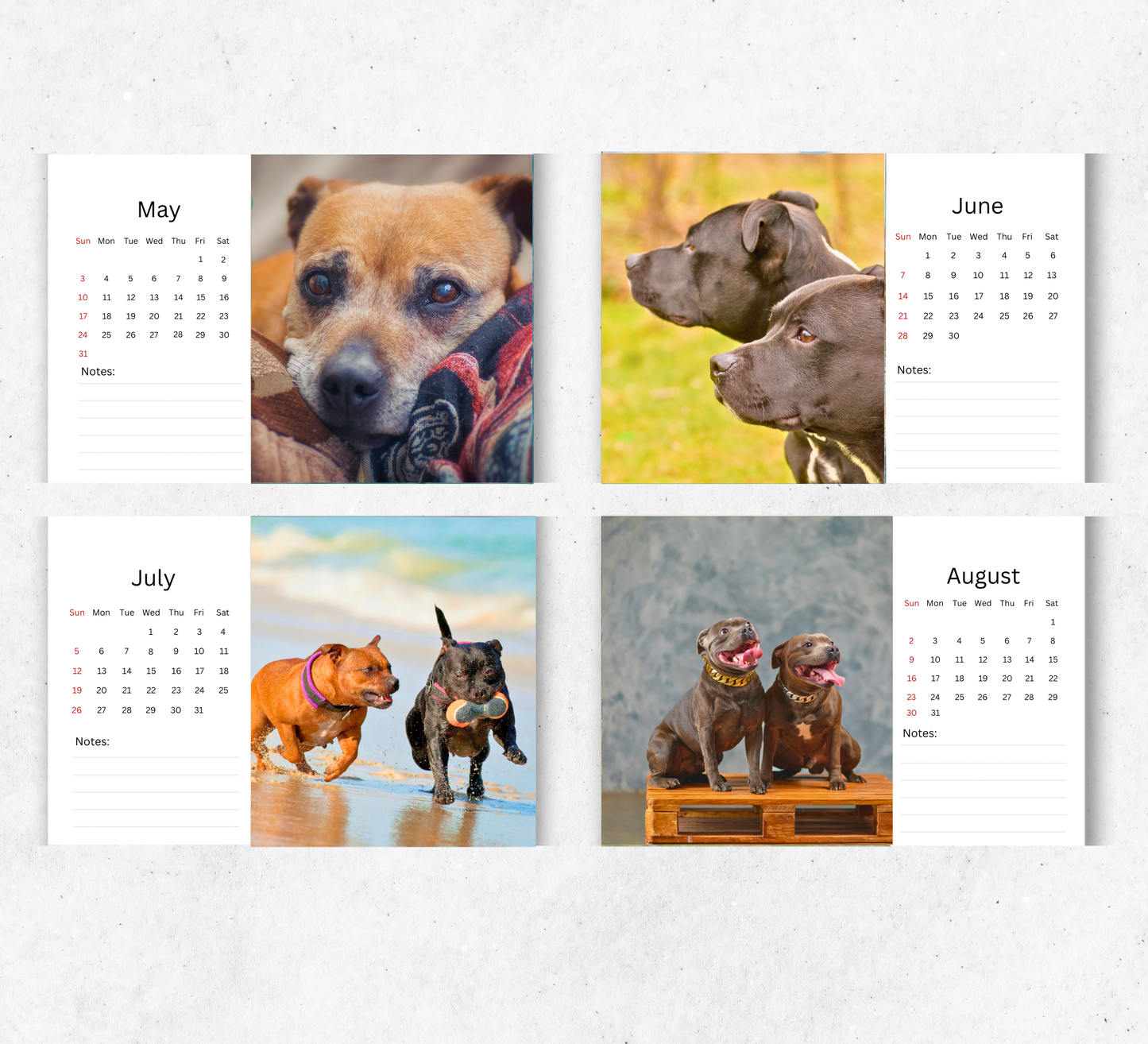 Staffordshire Bull Terrier Desk Calendar 2026-2027