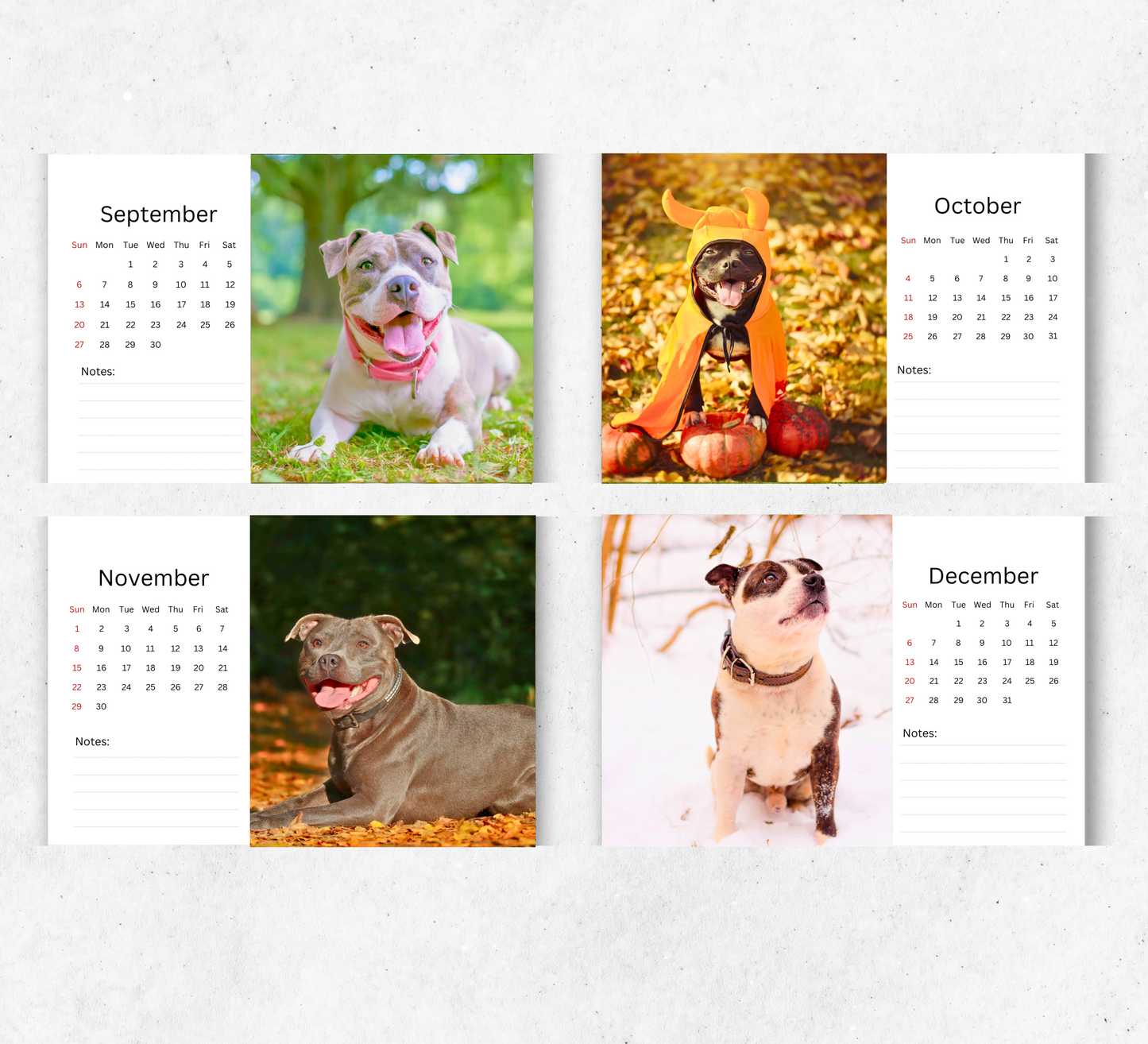 Staffordshire Bull Terrier Desk Calendar 2026-2027