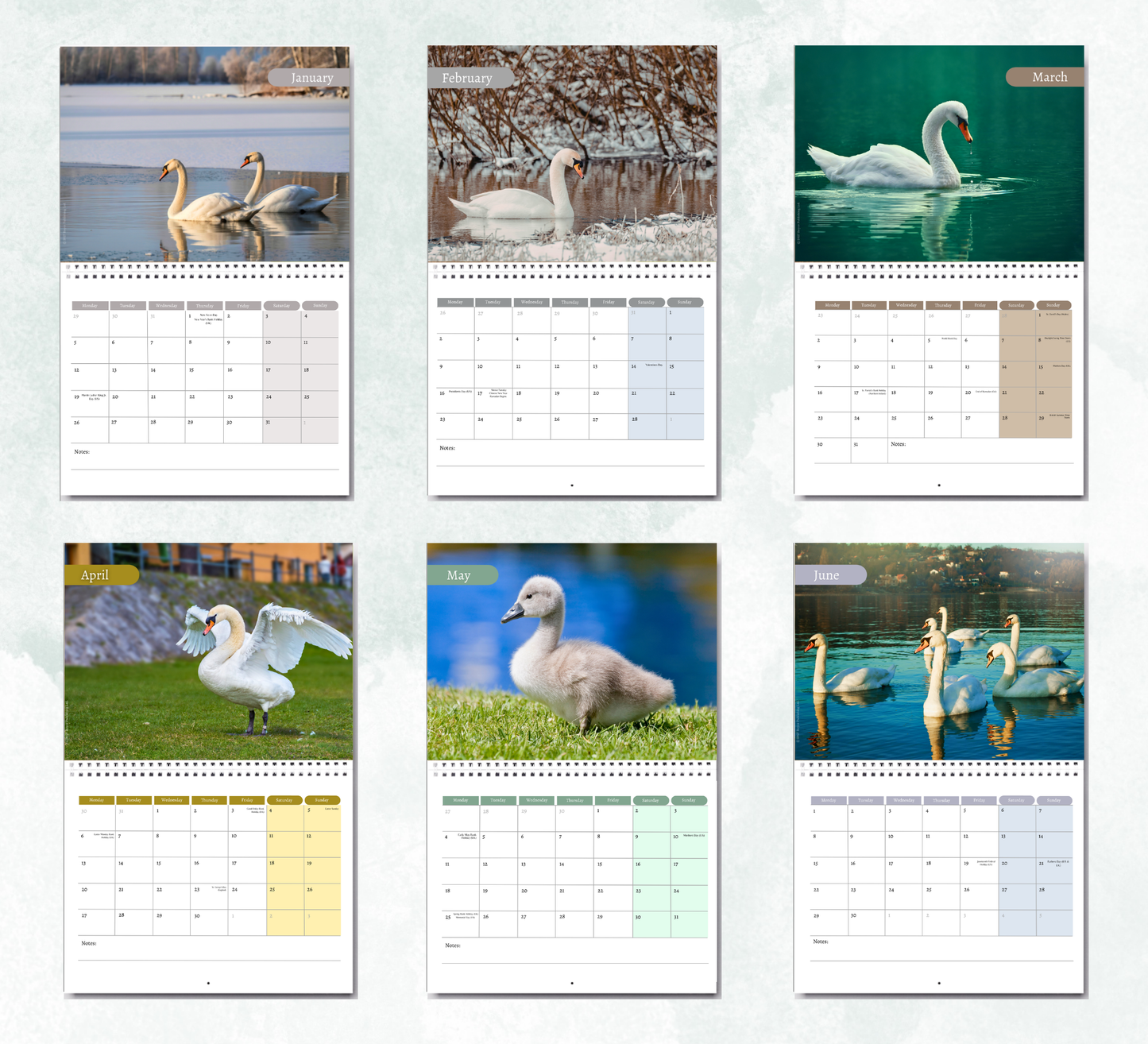 Swan Calendar 2027