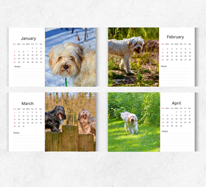 Tibetan Terrier Desk Calendar 2026-2027