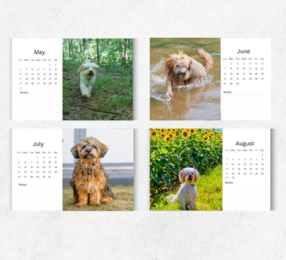 Tibetan Terrier Desk Calendar 2026-2027