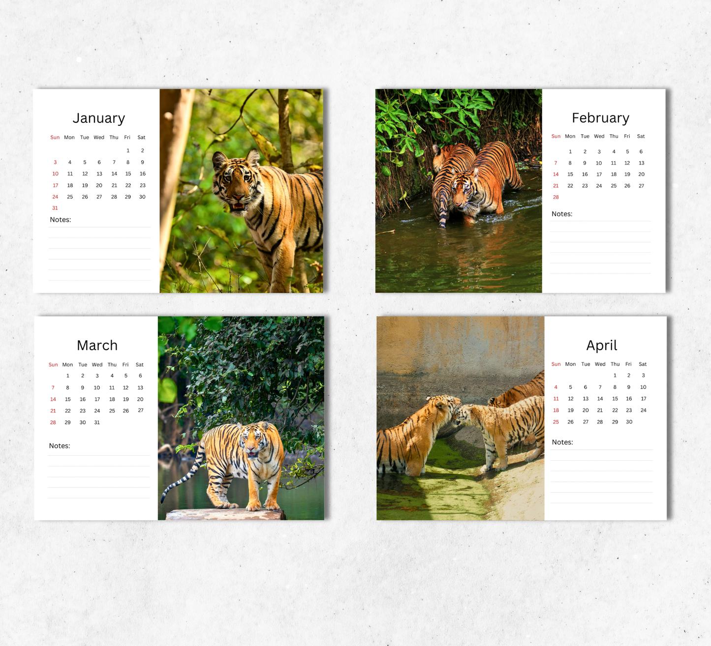 Tiger Desk Calendar 2027-2028
