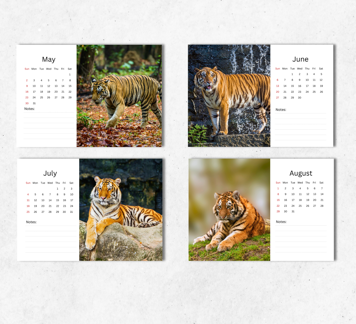 Tiger Desk Calendar 2027-2028